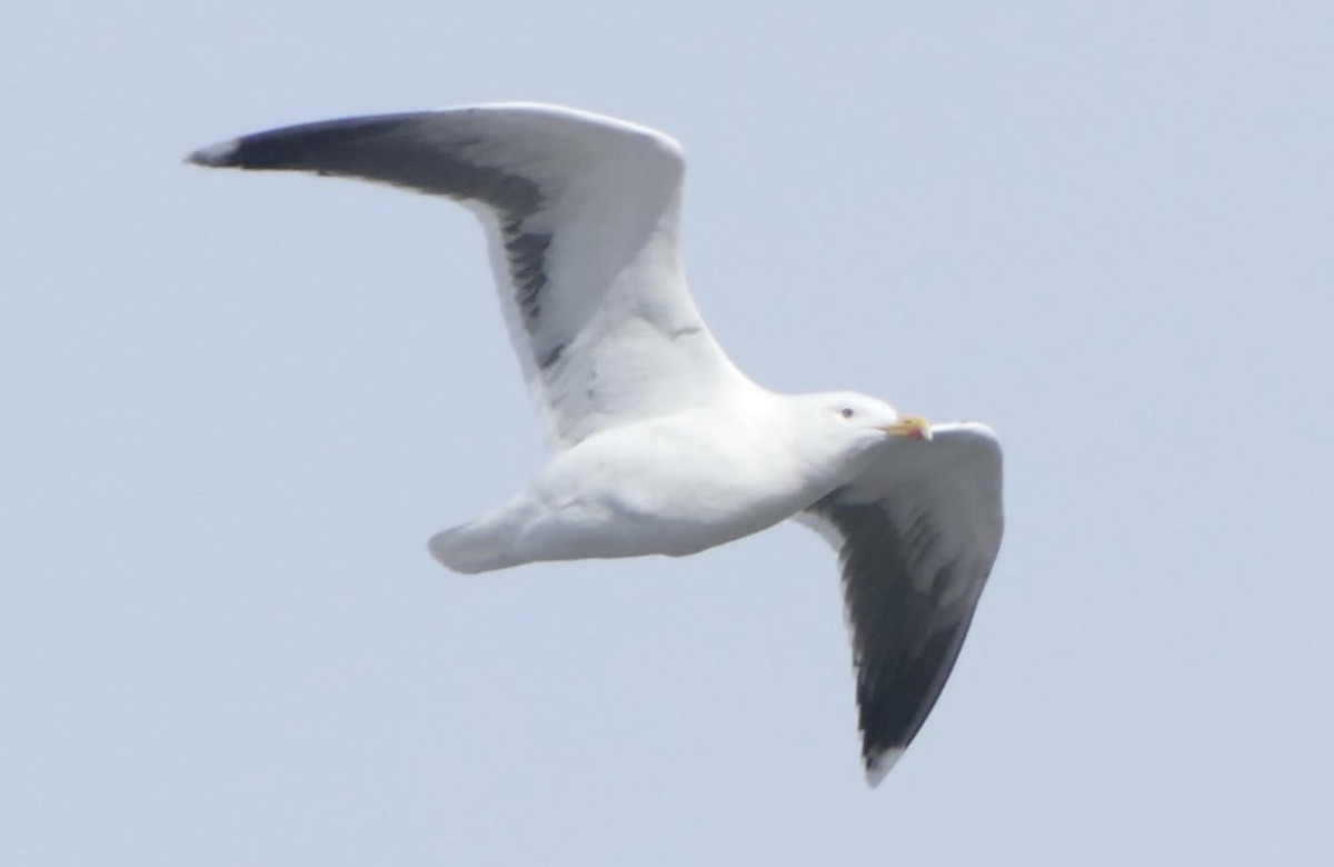 Great Black-backed Gull - Jacques Brisson