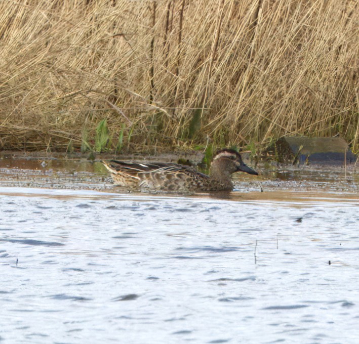 Garganey - Brendan Doe