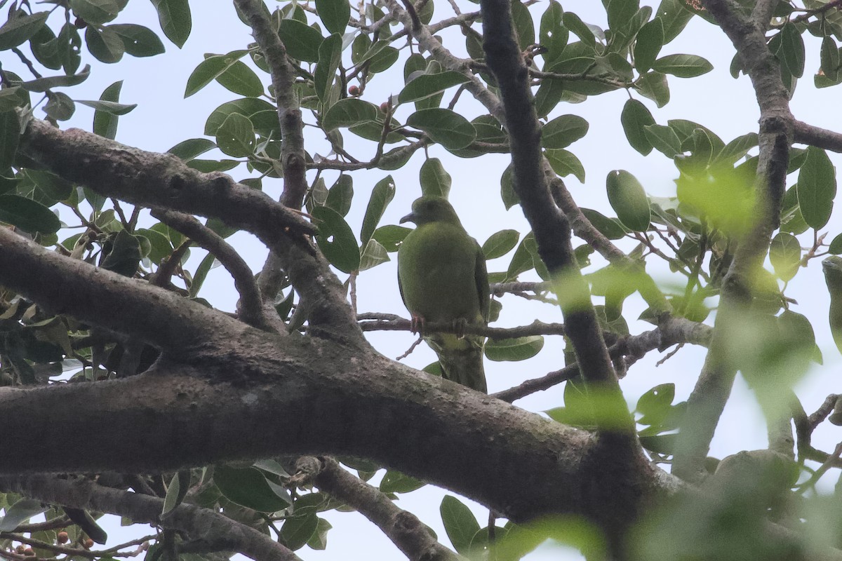 Wedge-tailed Green-Pigeon - ML615317858