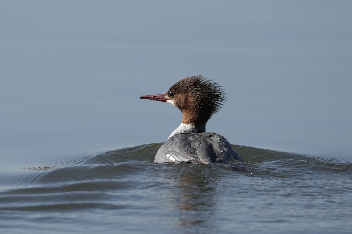 Common Merganser - ML615317882