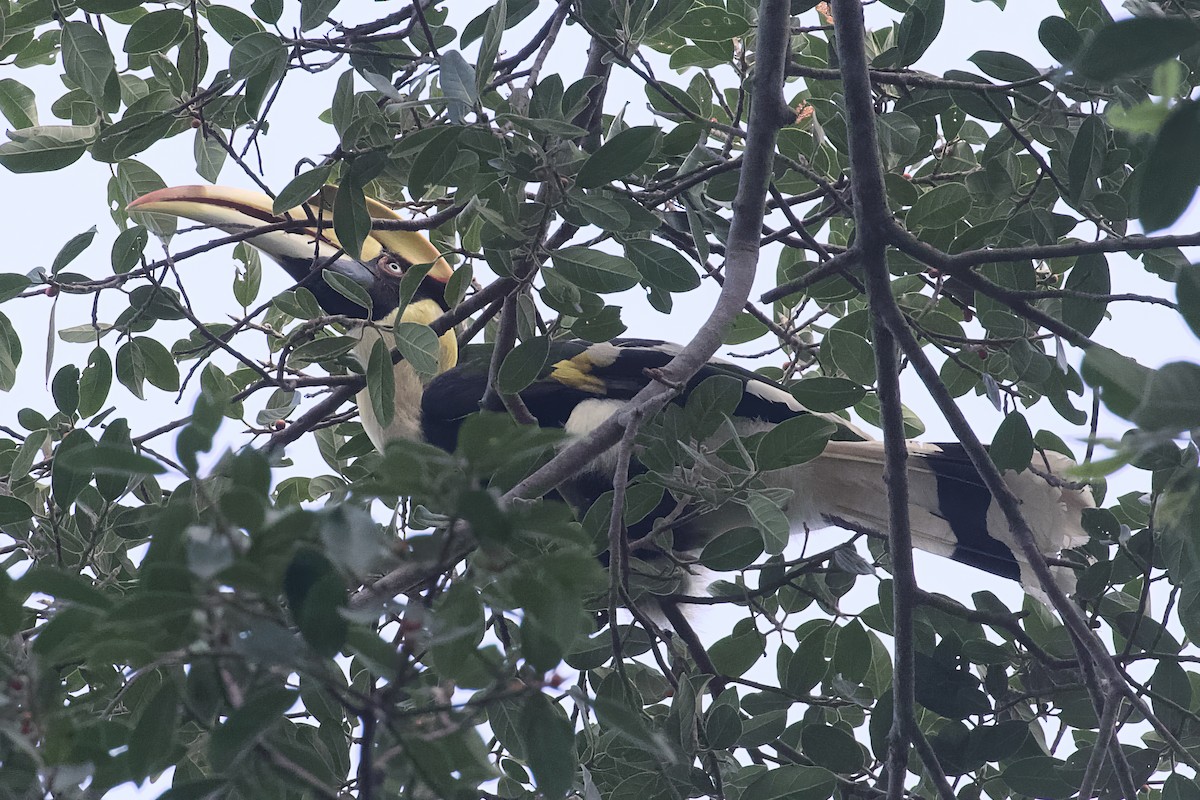 Great Hornbill - Stan Lilley