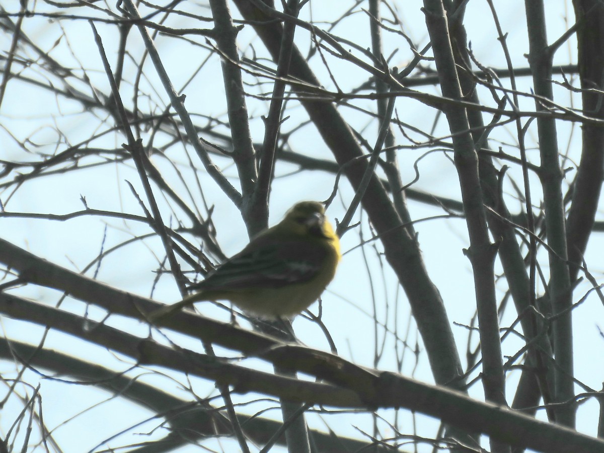 Bullock's Oriole - ML615317907