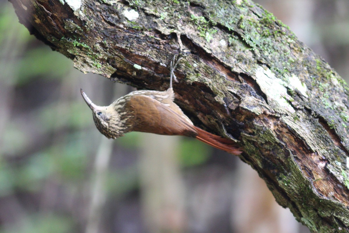 Scaled Woodcreeper - ML615317924