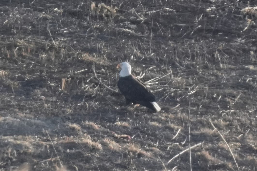 Bald Eagle - ML615317938