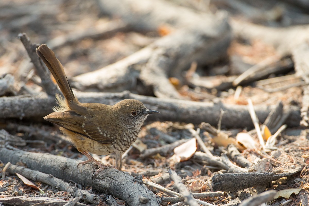 Barred Wren-Warbler - ML615317943