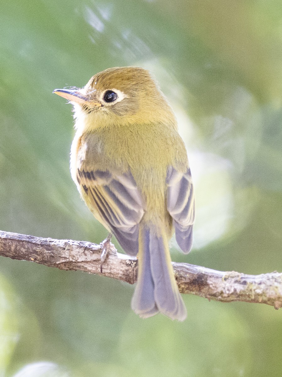 Yellowish Flycatcher - ML615317956