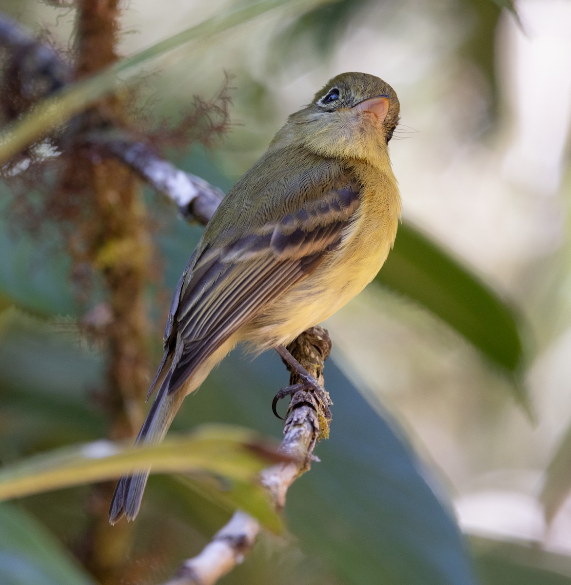 Yellowish Flycatcher - ML615317971