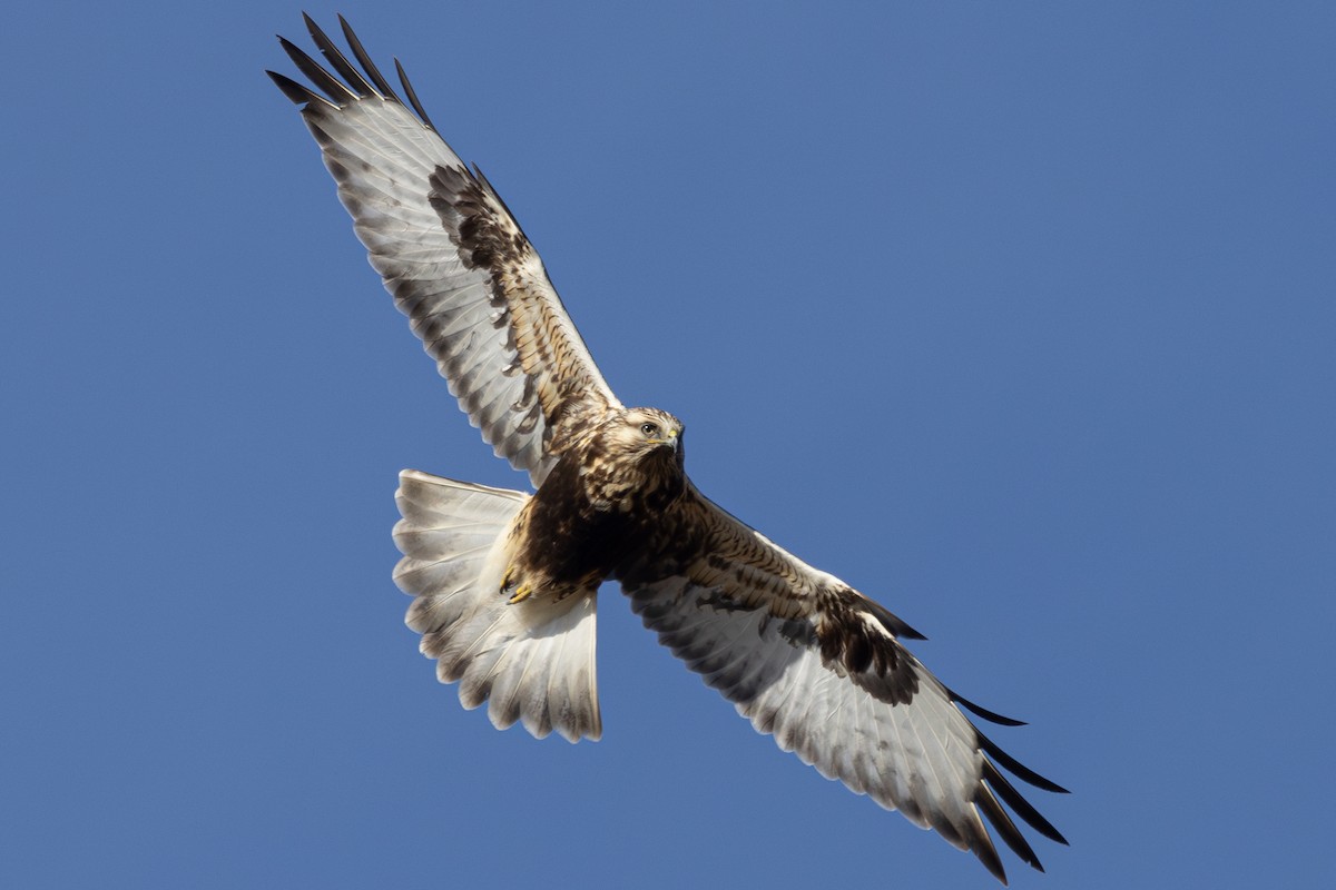 Rough-legged Hawk - Rob  Sielaff