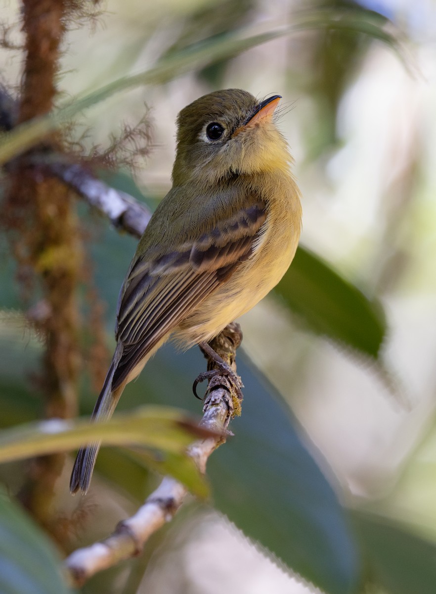 Yellowish Flycatcher - ML615317989