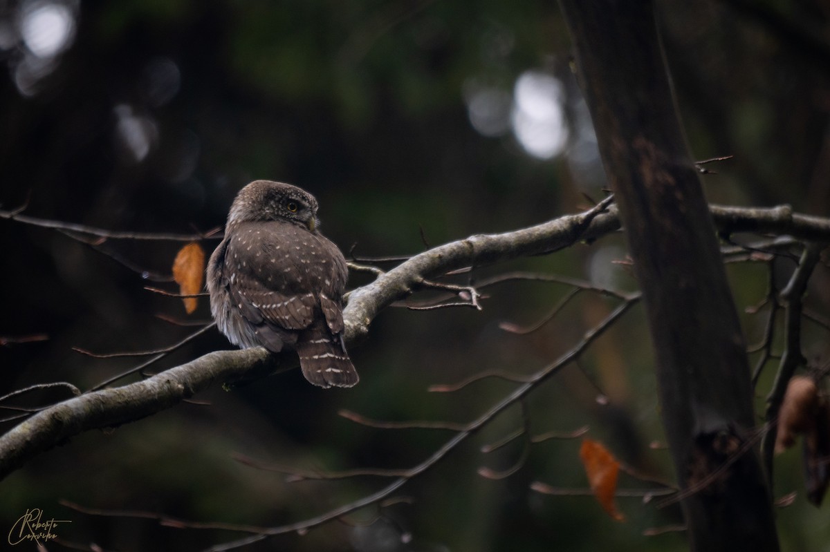 Eurasian Pygmy-Owl - Roberto Corvino