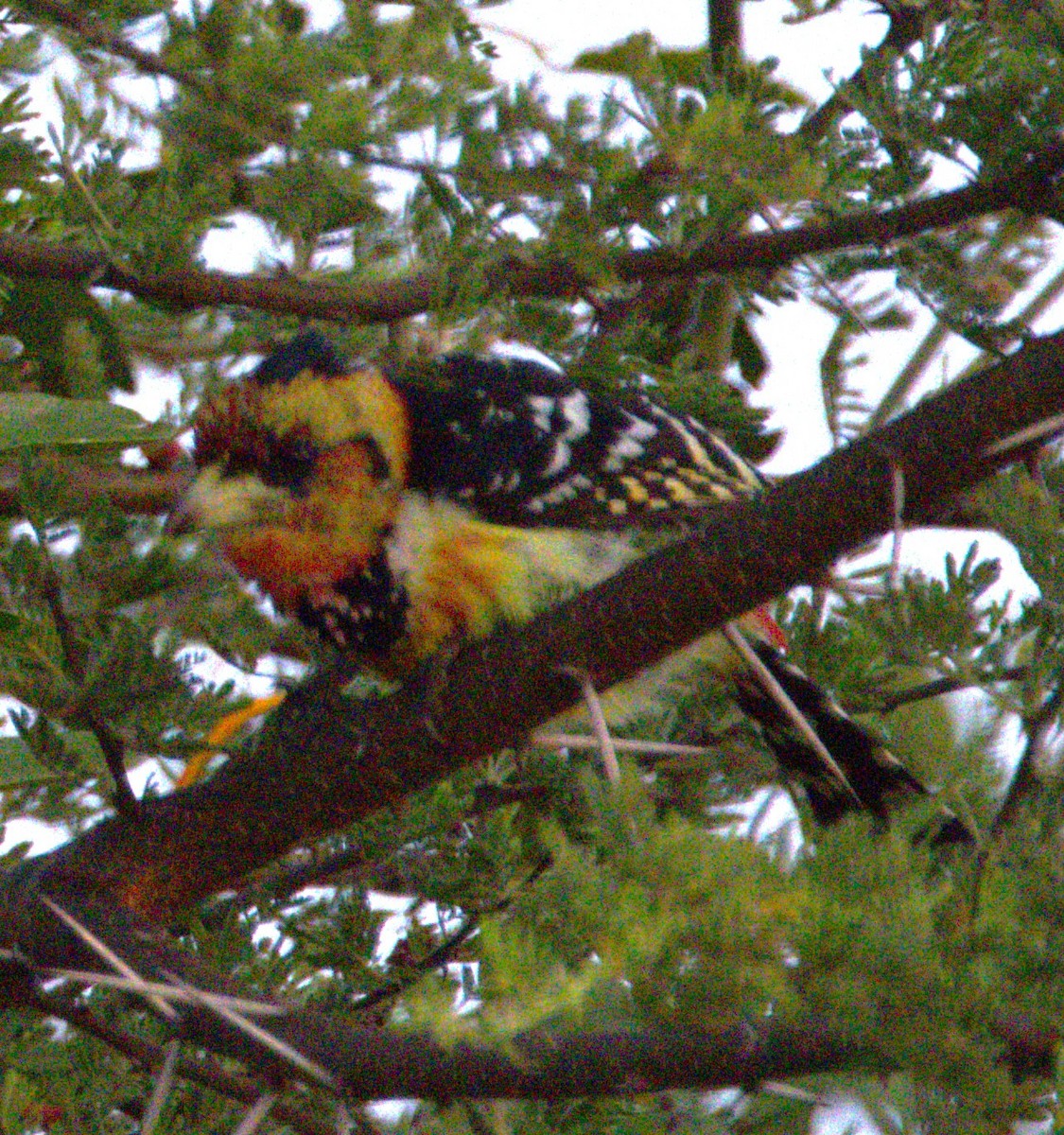 Crested Barbet - Ethie Ziselman