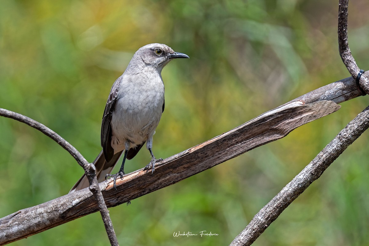 Tropical Mockingbird - Frédéric WECKSTEEN