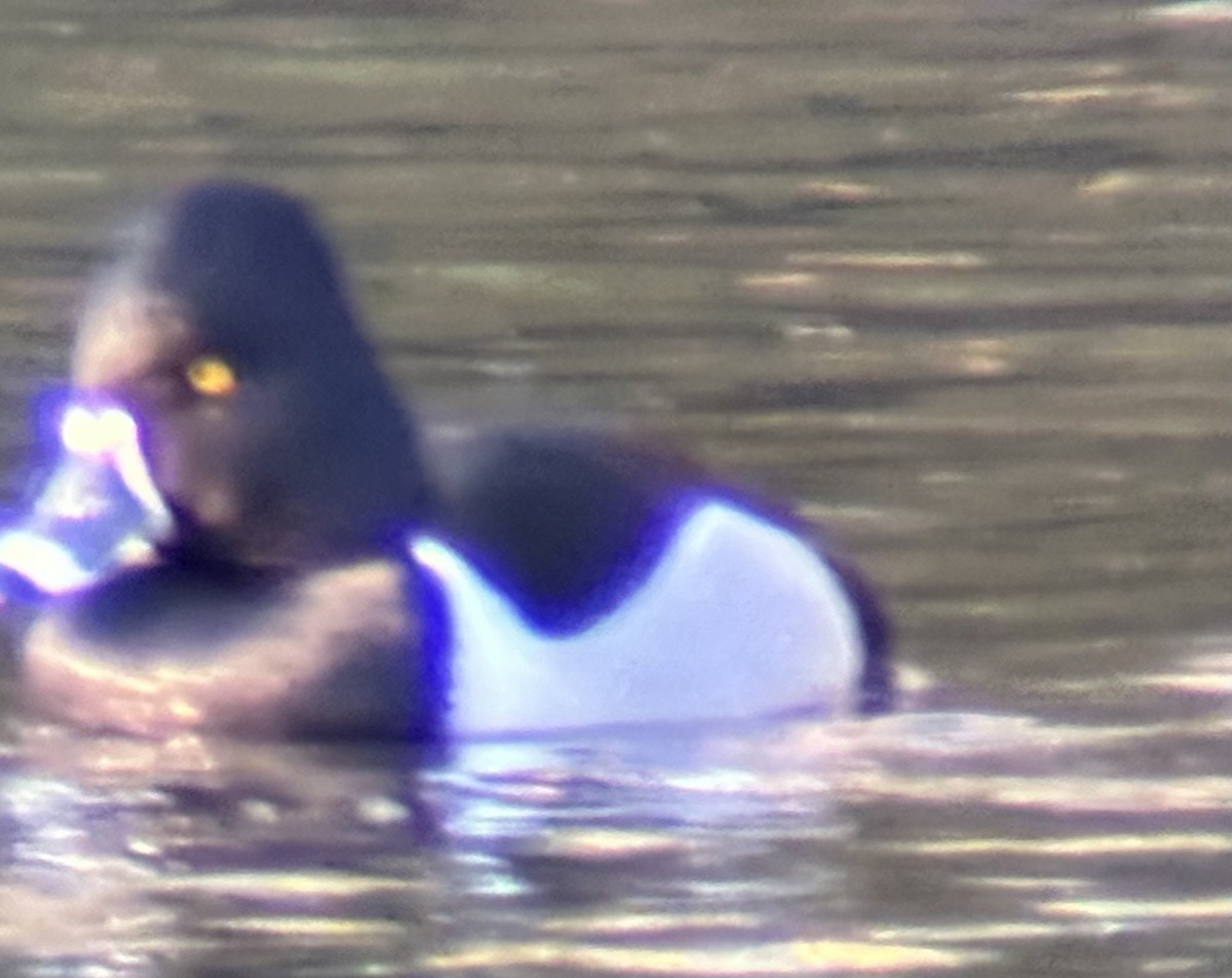 Ring-necked Duck - ML615318109