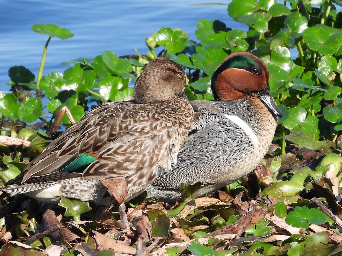 Green-winged Teal - ML615318125