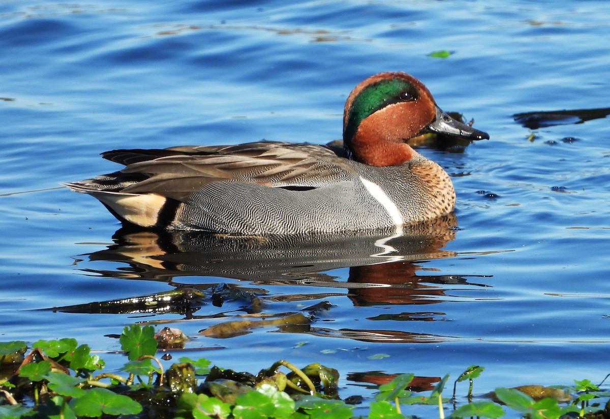 Green-winged Teal - ML615318126