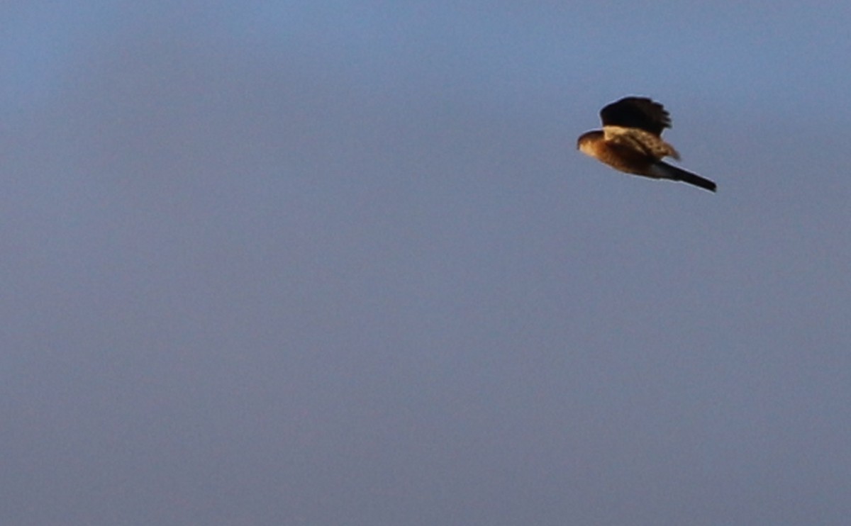 Sharp-shinned Hawk (Northern) - Rob Bielawski