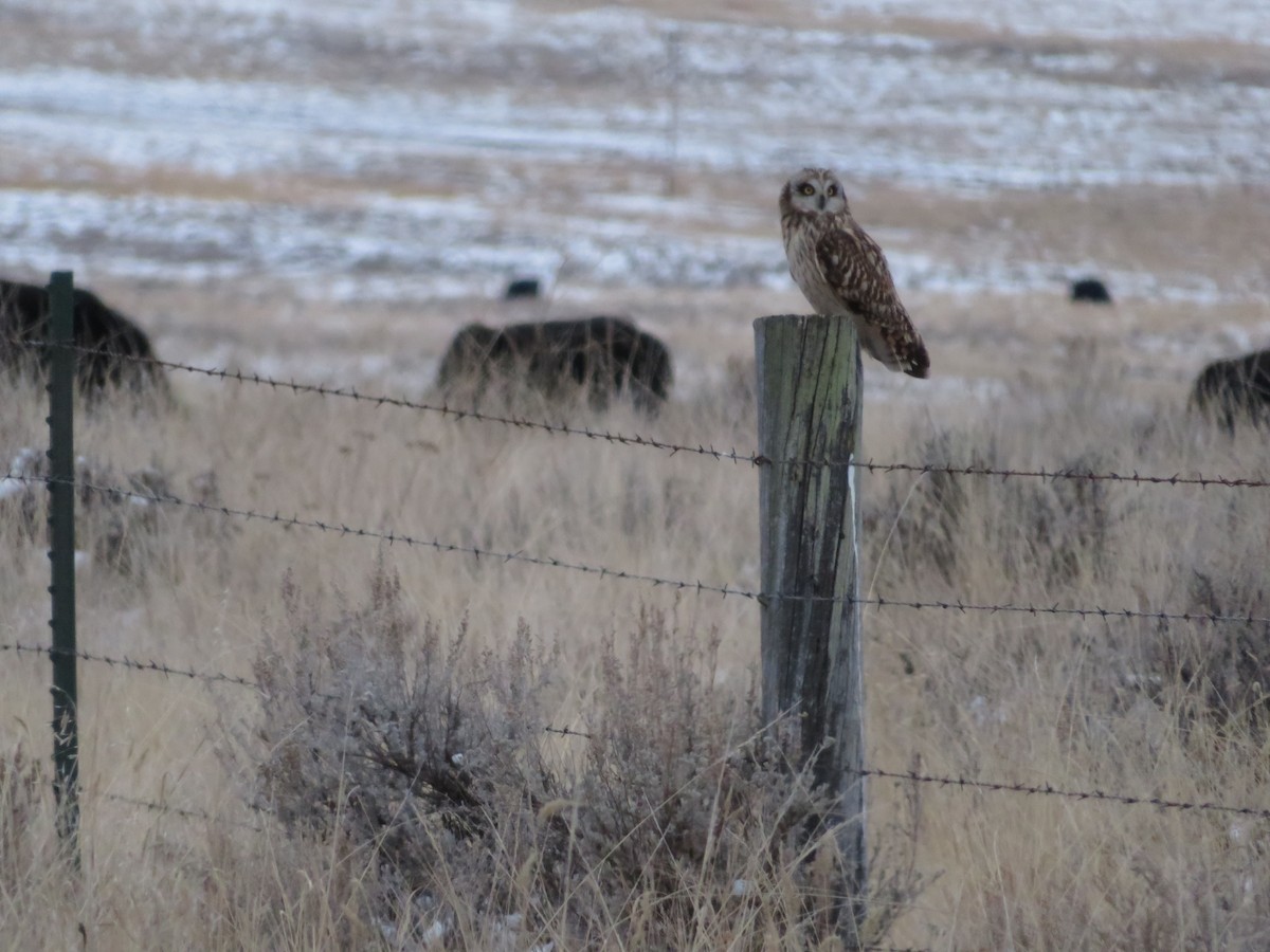 Short-eared Owl (Northern) - ML615318131