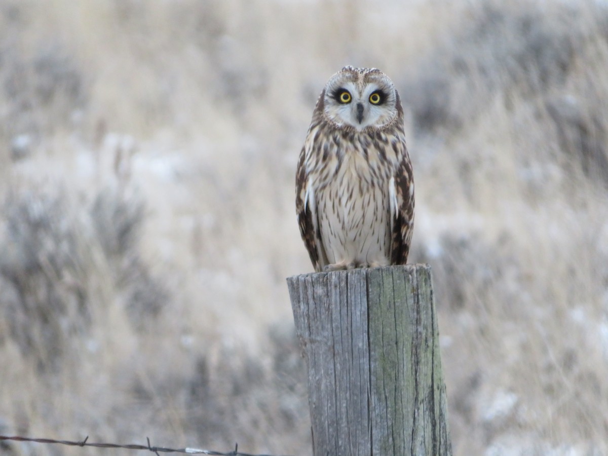 Short-eared Owl (Northern) - ML615318134