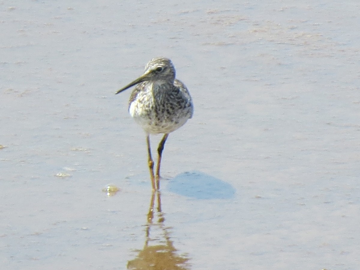 Greater Yellowlegs - Don Holcomb