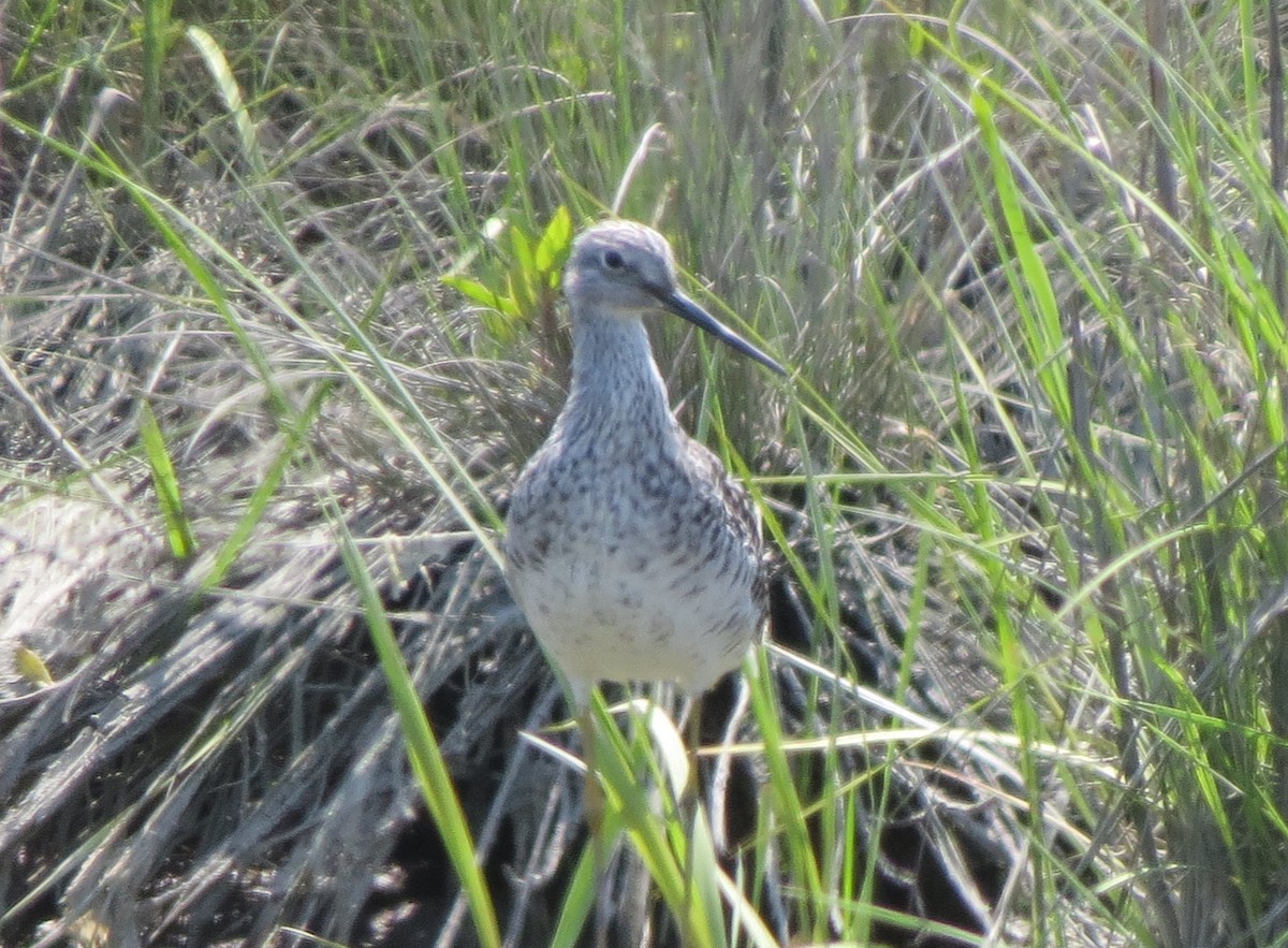 Greater Yellowlegs - ML615318139