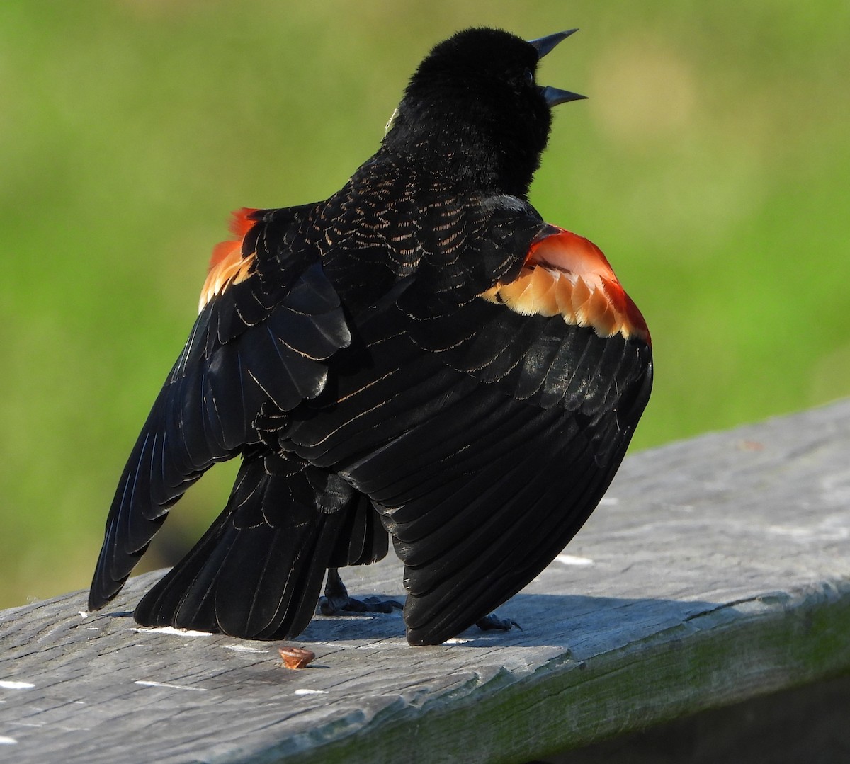 Red-winged Blackbird - Dennis Durkee