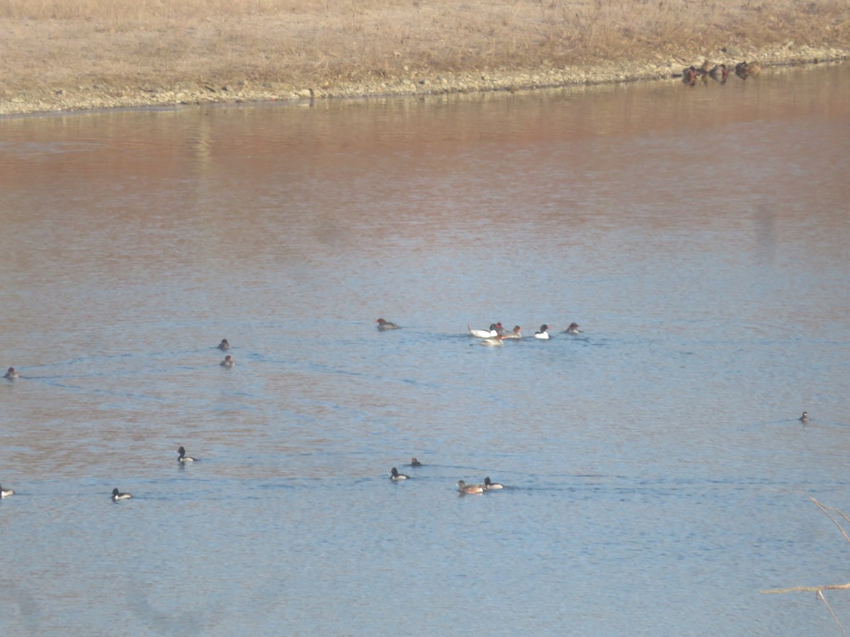 American Wigeon - ML615318182