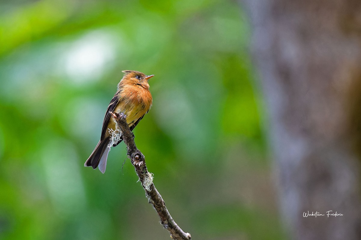 Tufted Flycatcher - Frédéric WECKSTEEN