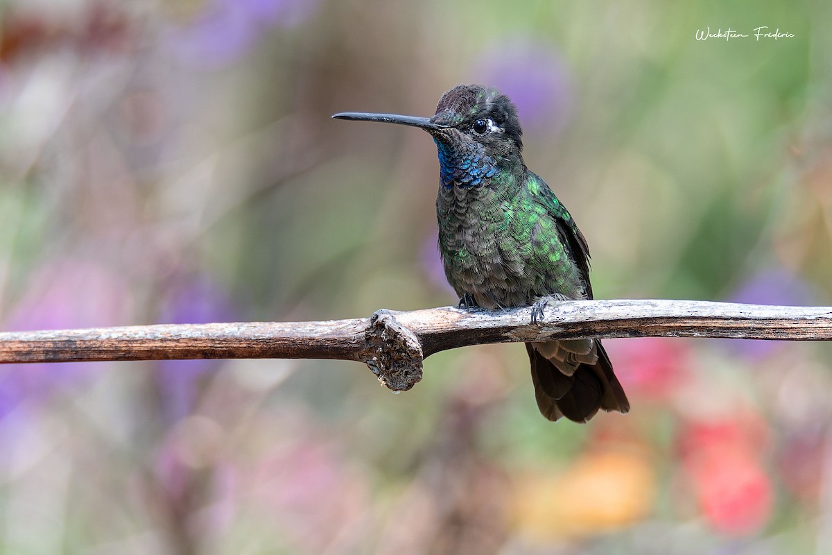 Talamanca Hummingbird - Frédéric WECKSTEEN