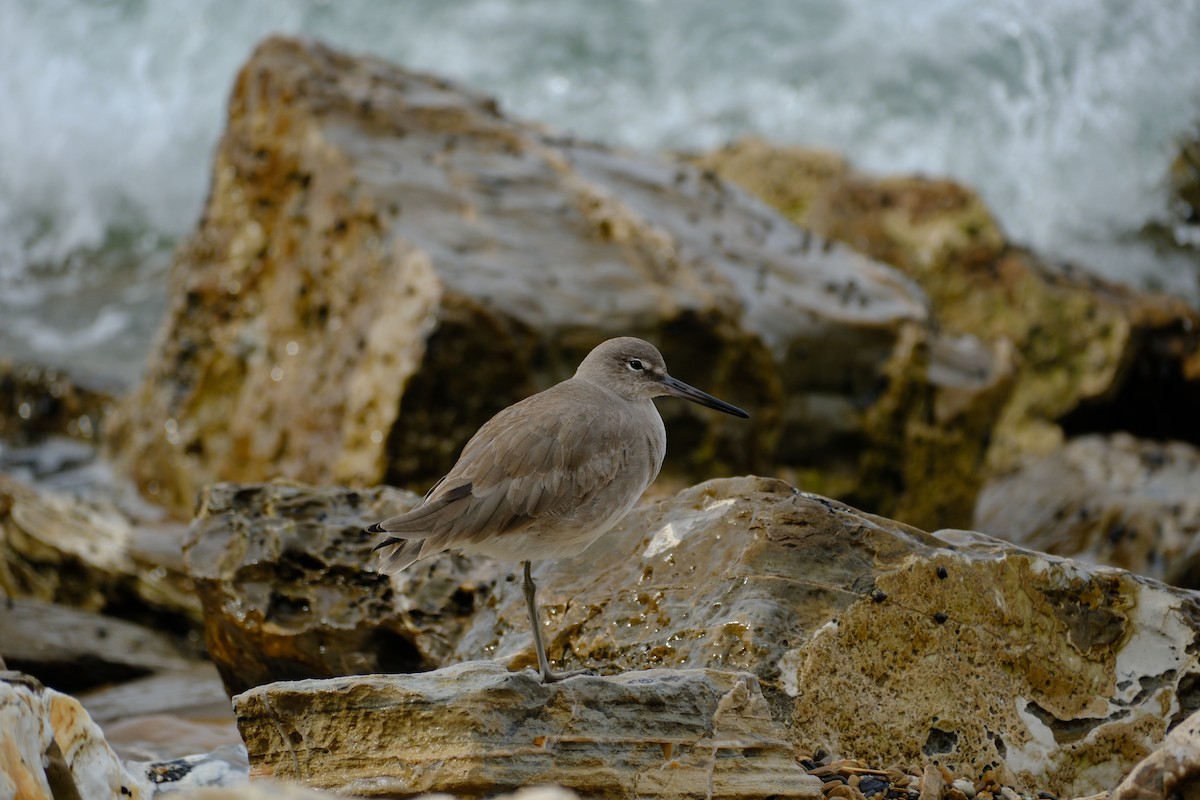 Willet - Oliver Huang