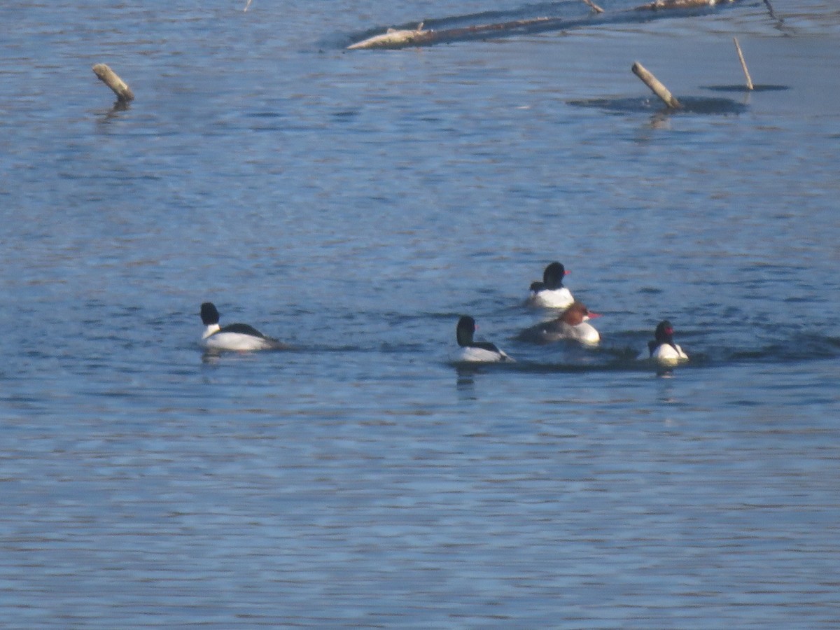 Common Merganser - William Kuk