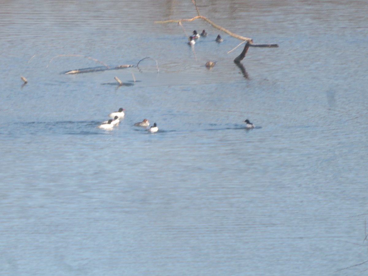 Common Merganser - ML615318256