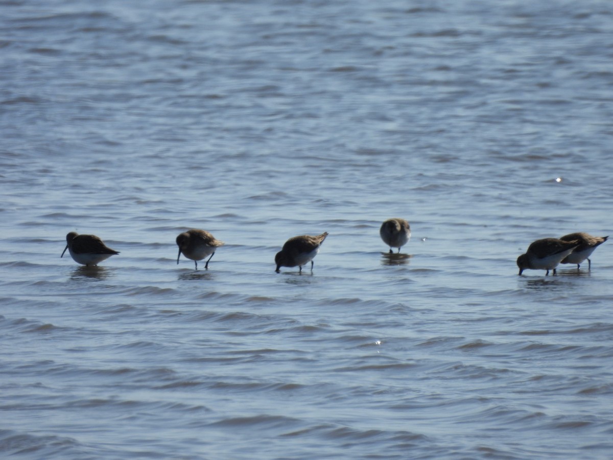 Dunlin - ML615318288