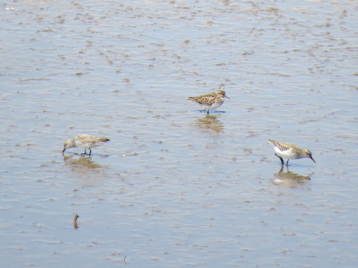 Semipalmated Sandpiper - Don Holcomb