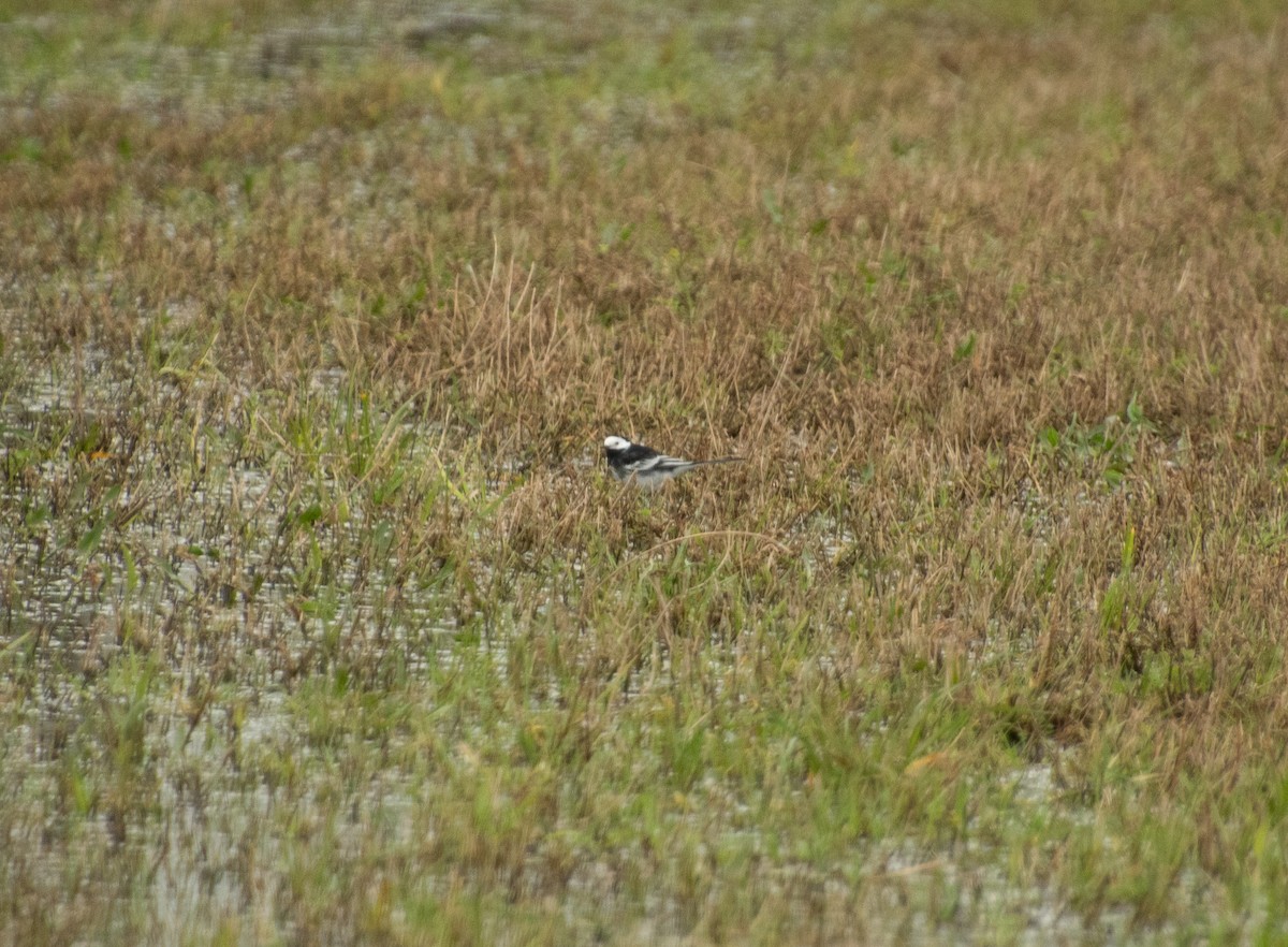 White Wagtail (British) - ML615318302