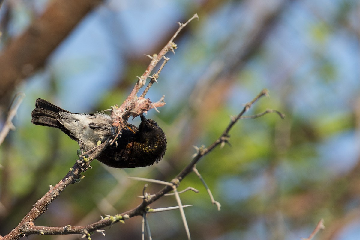 Dusky Sunbird - Anonymous