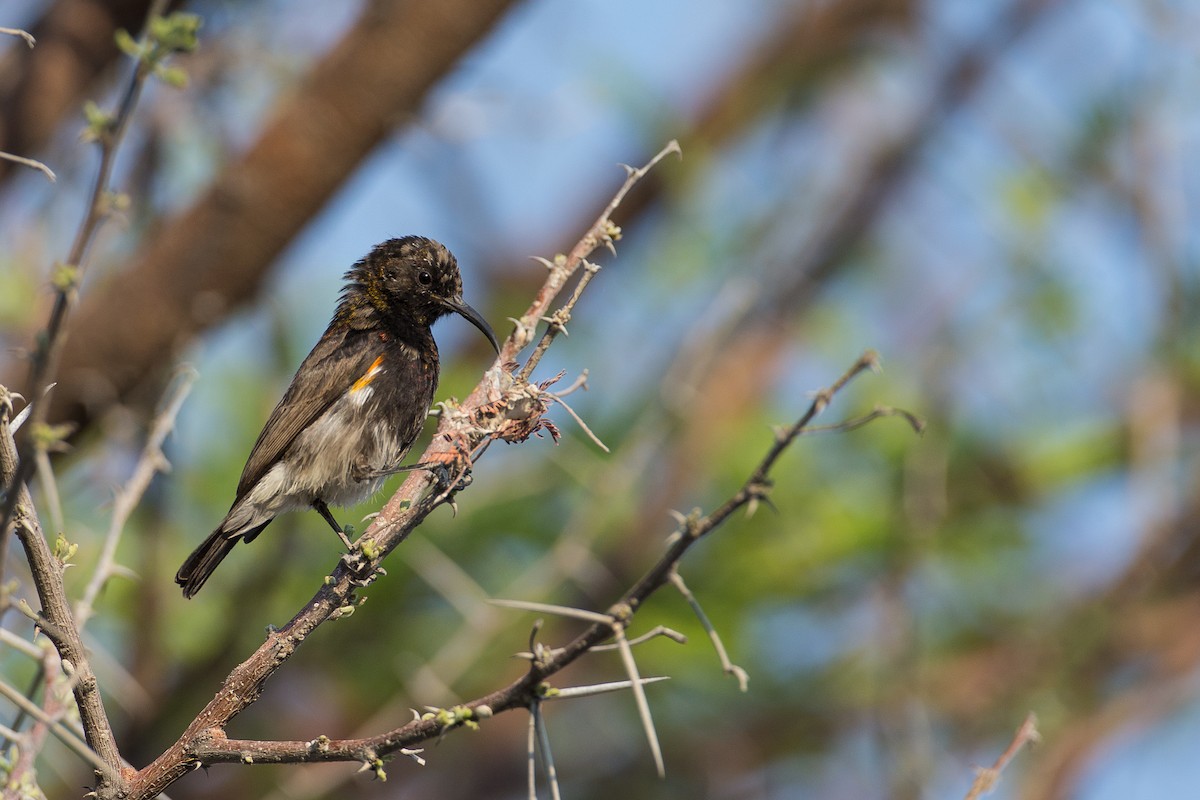 Dusky Sunbird - Anonymous