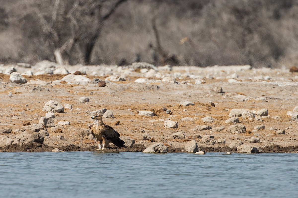 Tawny Eagle - Anonymous