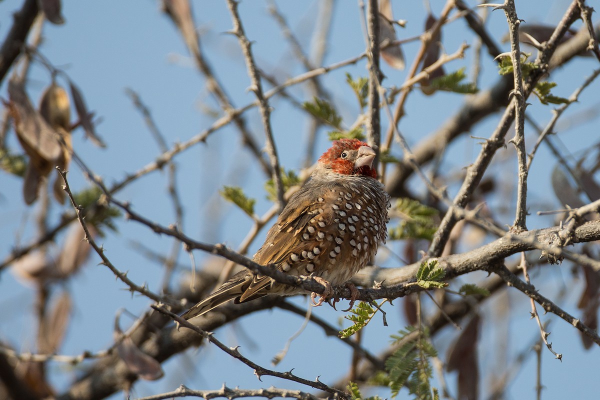 Red-headed Finch - Anonymous