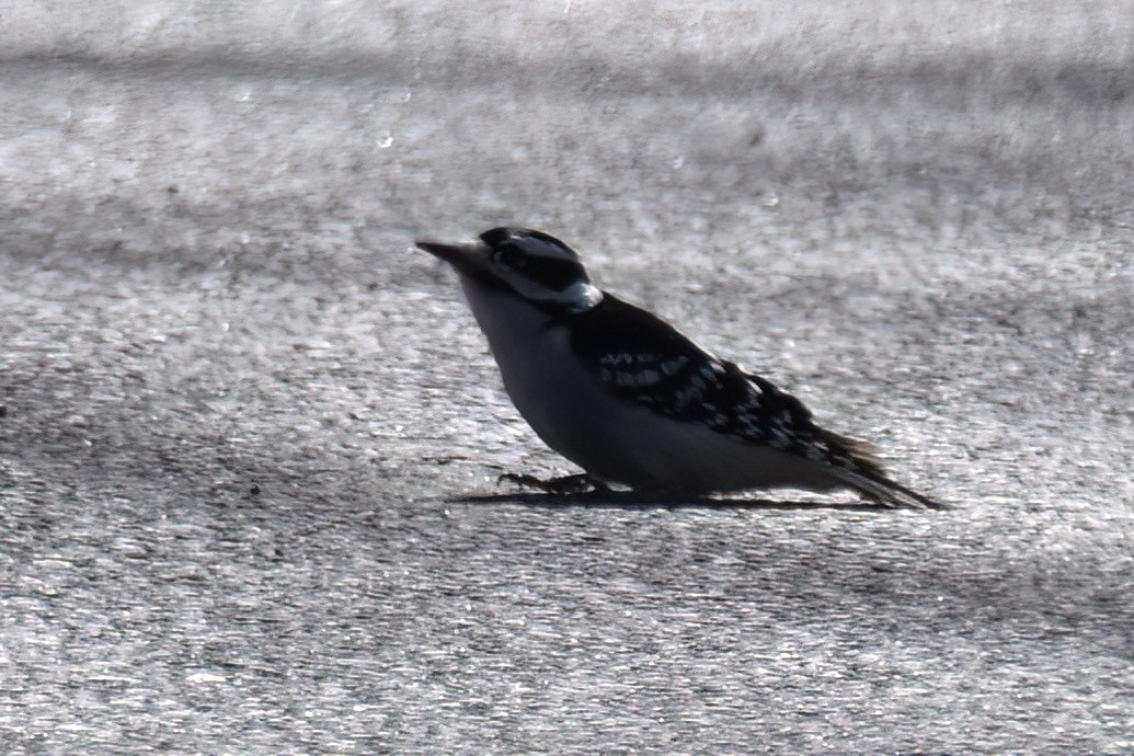 Downy Woodpecker - Derek Hudgins