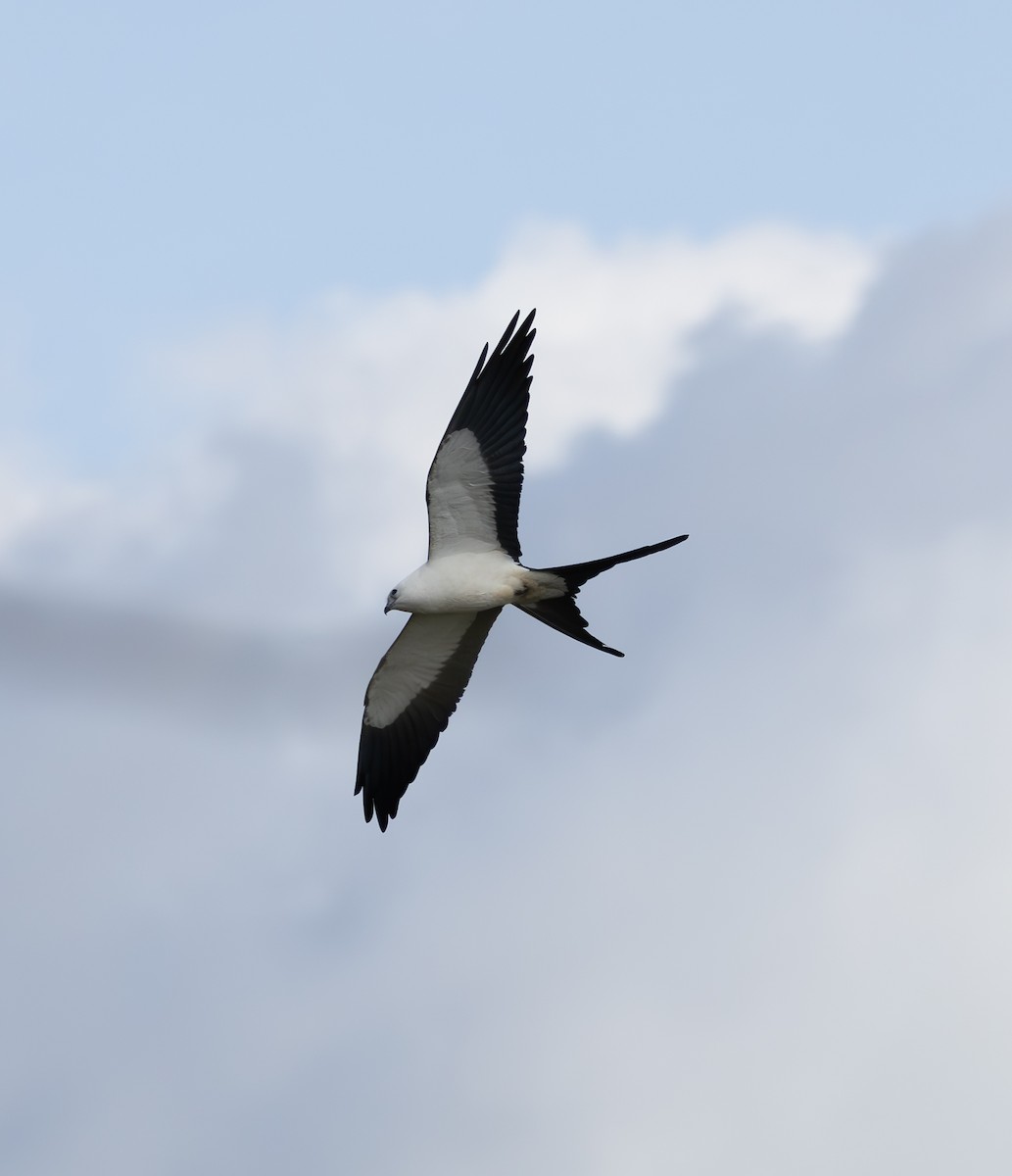 Swallow-tailed Kite - ML615318363