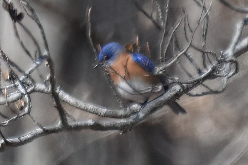 Eastern Bluebird - ML615318384