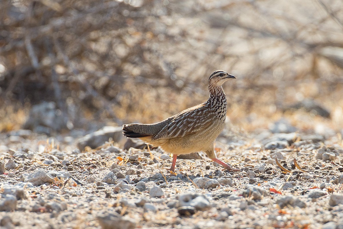 Crested Francolin - Anonymous