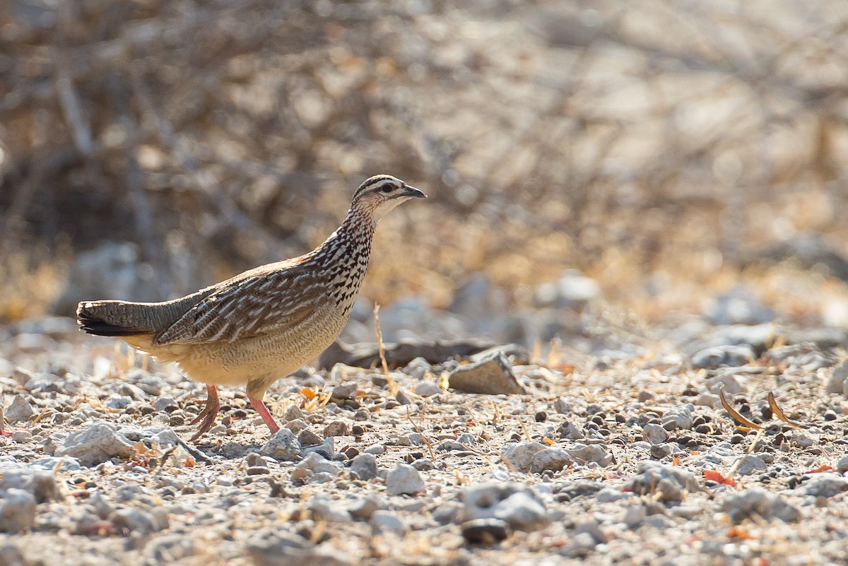 Crested Francolin - ML615318399