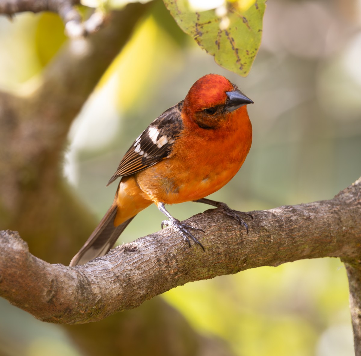 Flame-colored Tanager - ML615318424