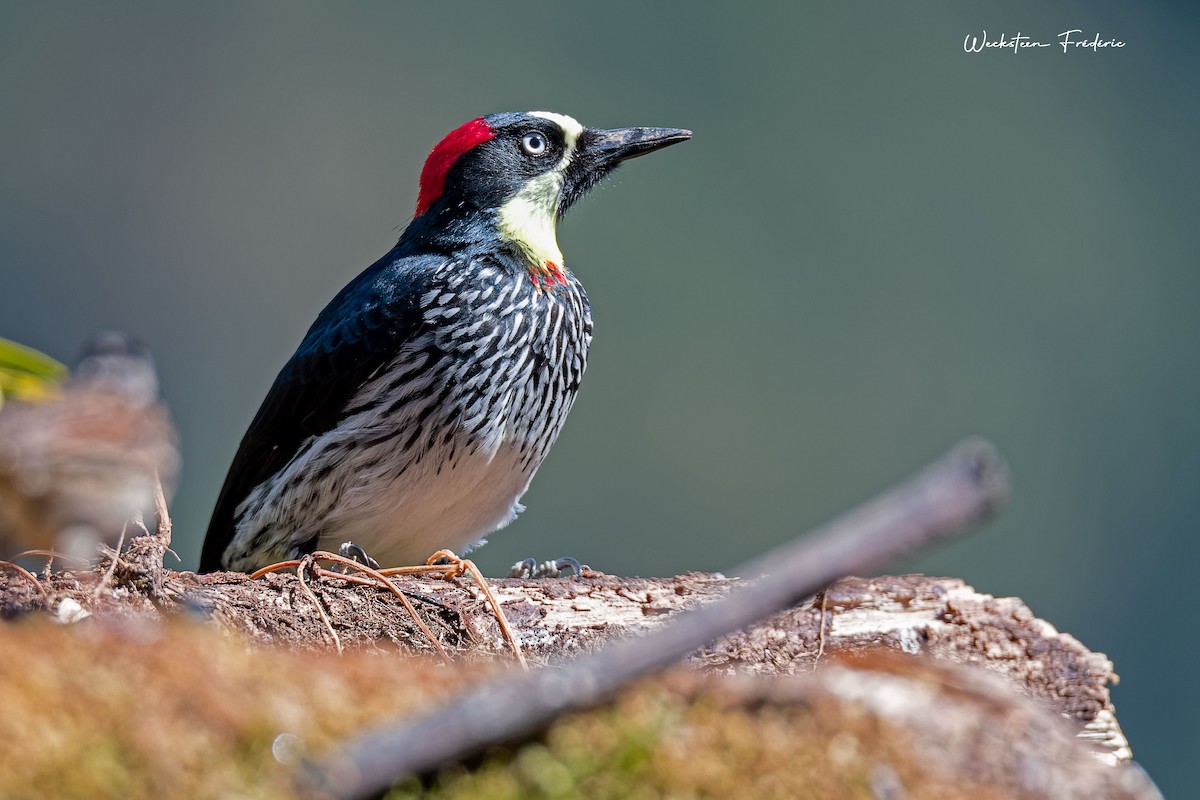 Acorn Woodpecker - ML615318440