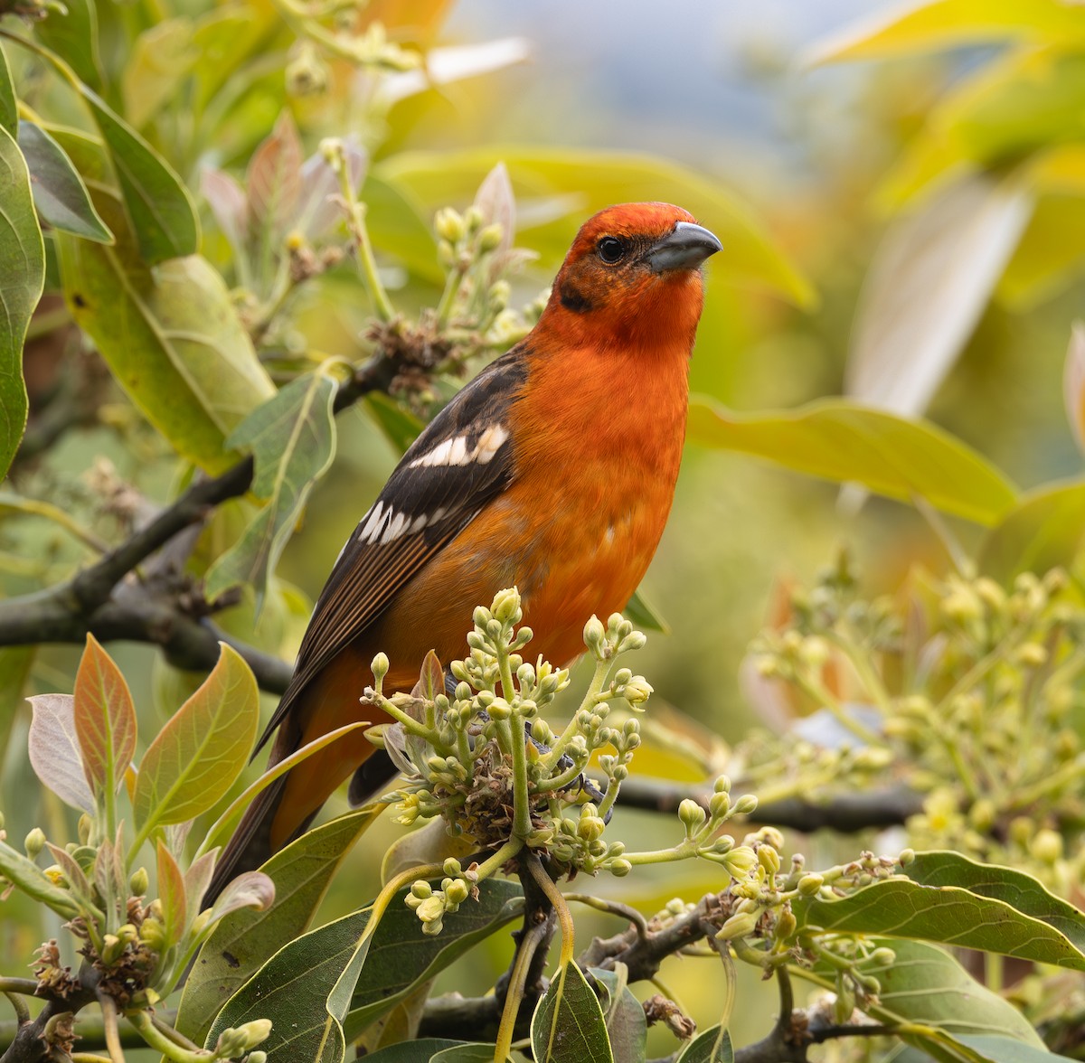 Flame-colored Tanager - ML615318450