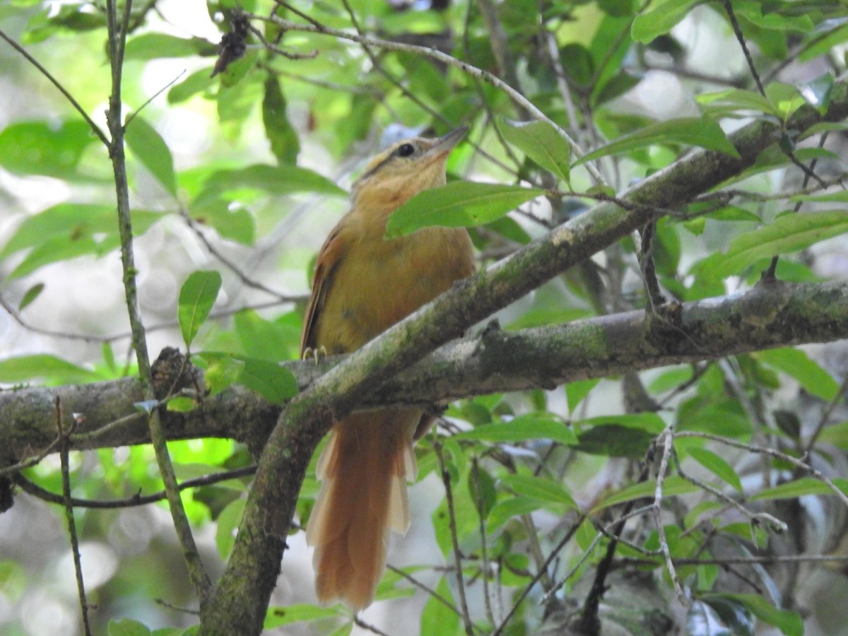 Ochre-breasted Foliage-gleaner - ML615318456