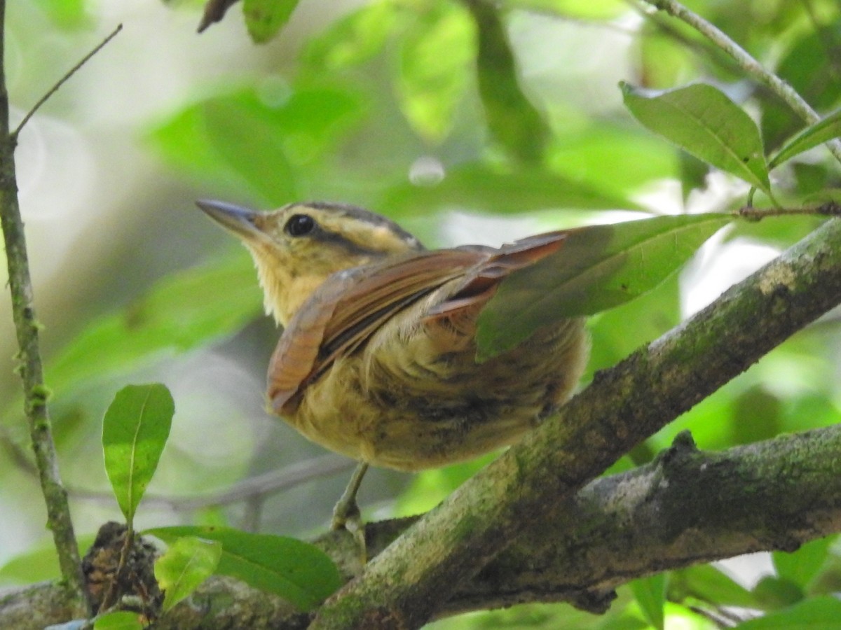 Ochre-breasted Foliage-gleaner - ML615318457