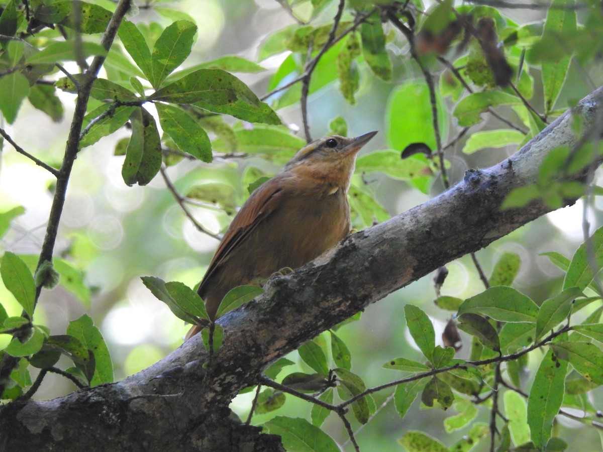 Ochre-breasted Foliage-gleaner - ML615318458