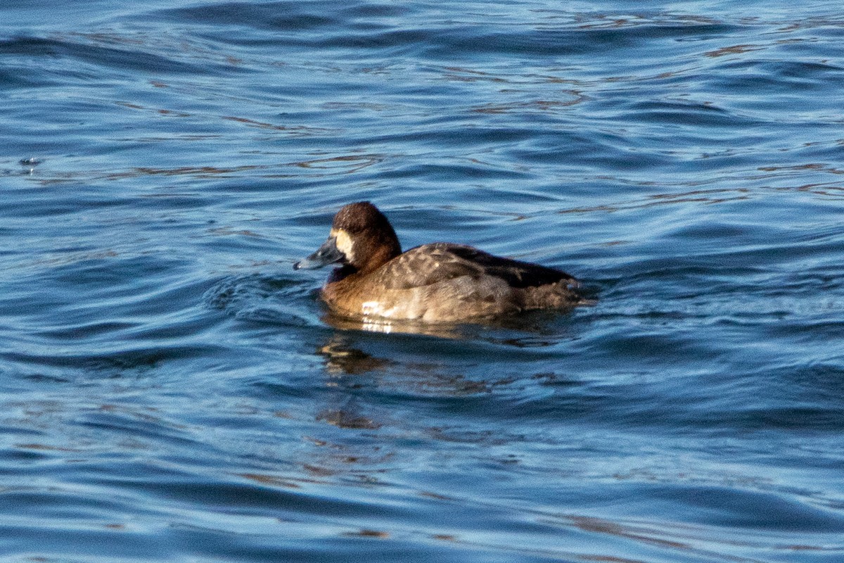 Lesser Scaup - ML615318480